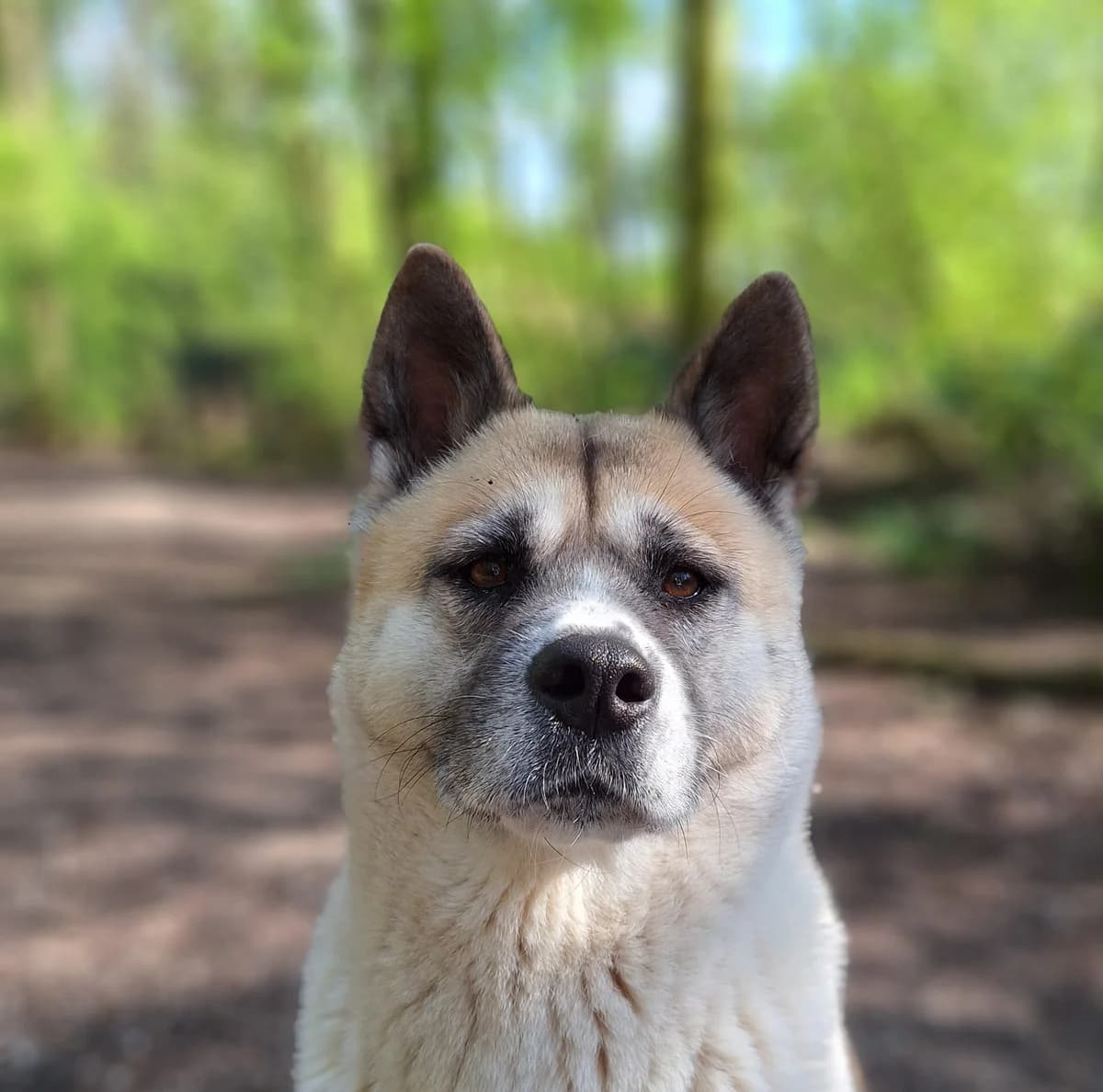 Belle, Wit-bruin female 4yo Akita for adoption at Dierentehuis Stevenshage Leiden