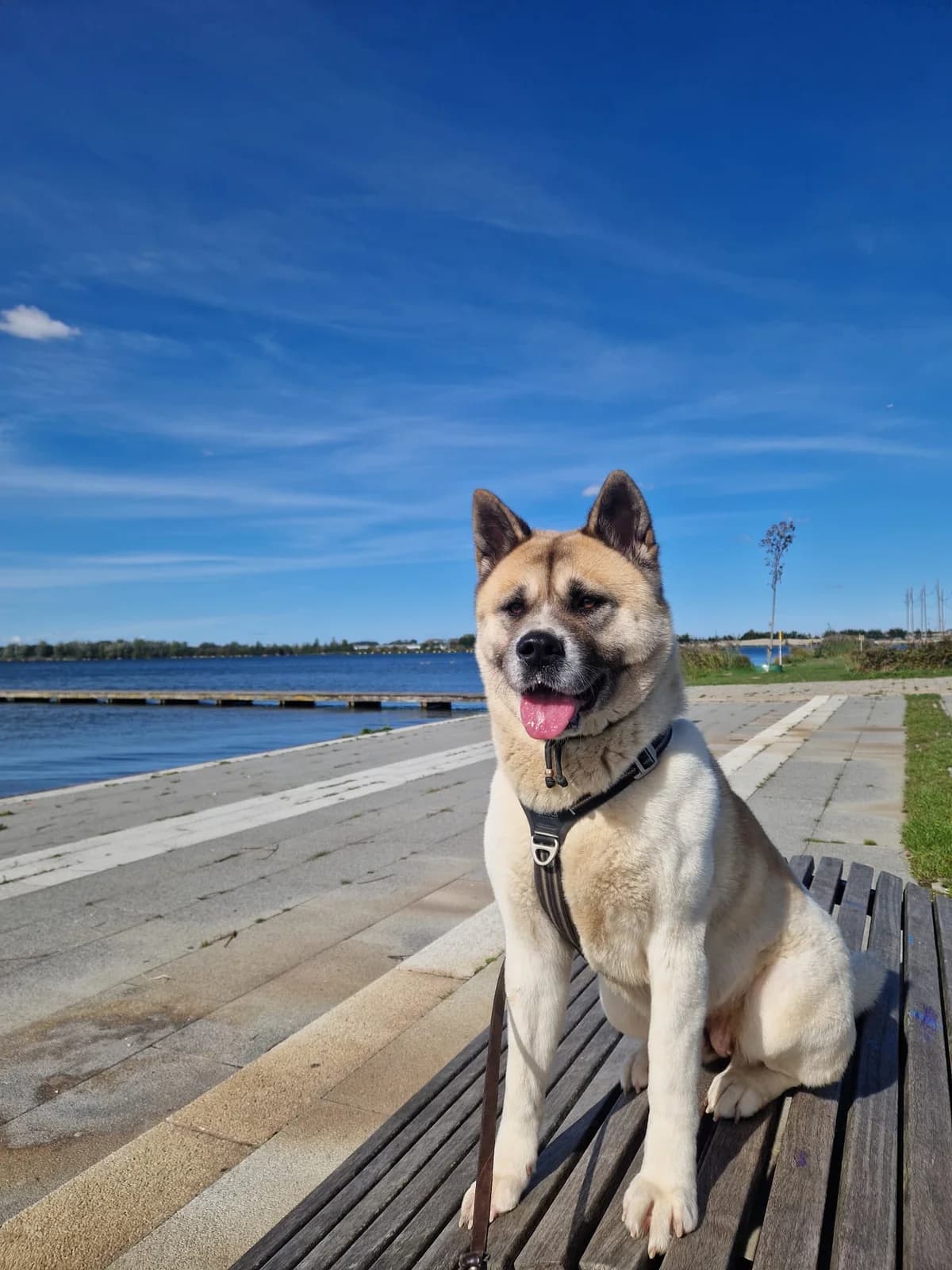 Belle, Wit-bruin female Akita for adoption at Dierentehuis Stevenshage Leiden — photo 3 of 10