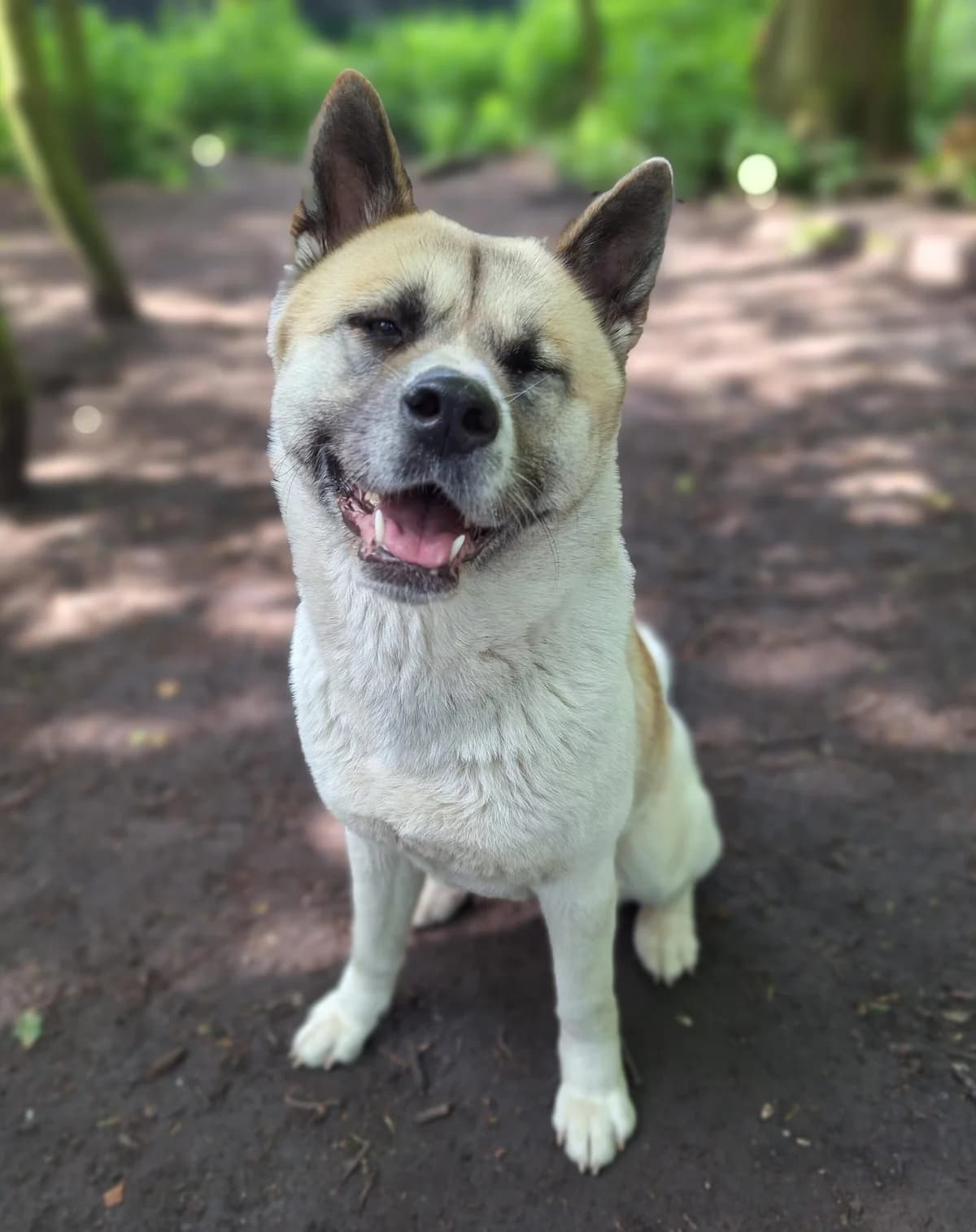 Belle, Wit-bruin female Akita for adoption at Dierentehuis Stevenshage Leiden — photo 4 of 10