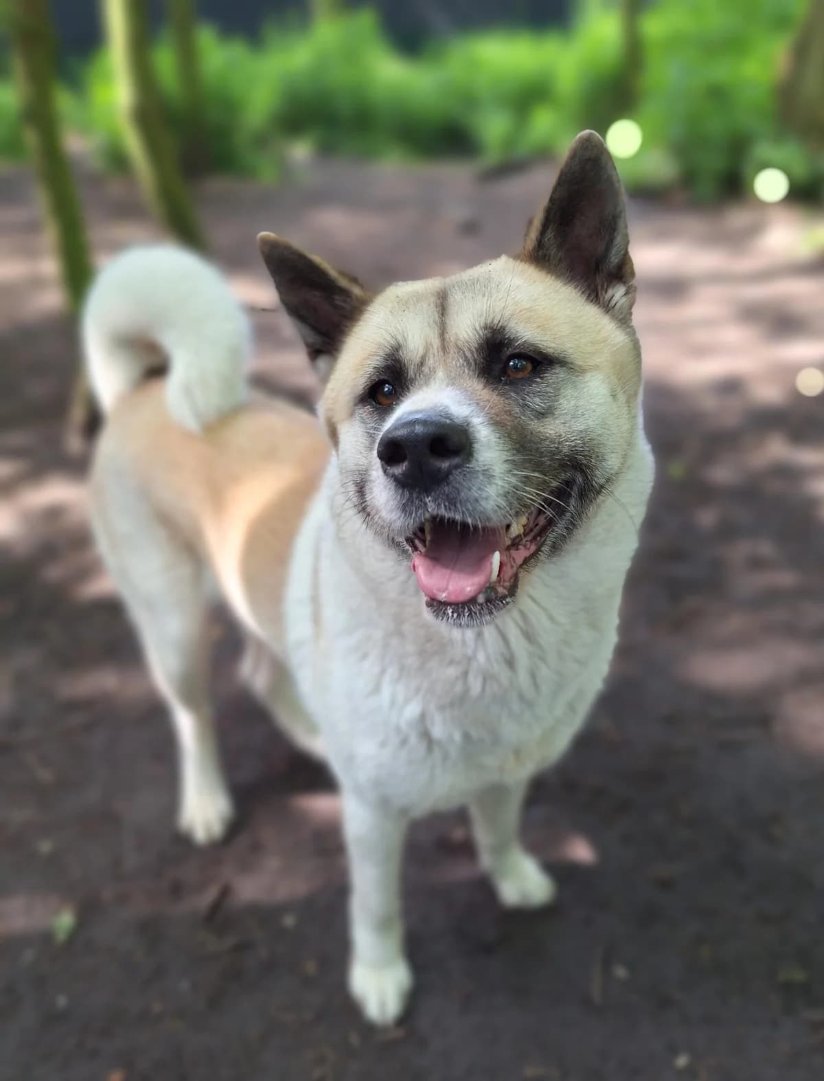 Belle, Wit-bruin female Akita for adoption at Dierentehuis Stevenshage Leiden — photo 5 of 10
