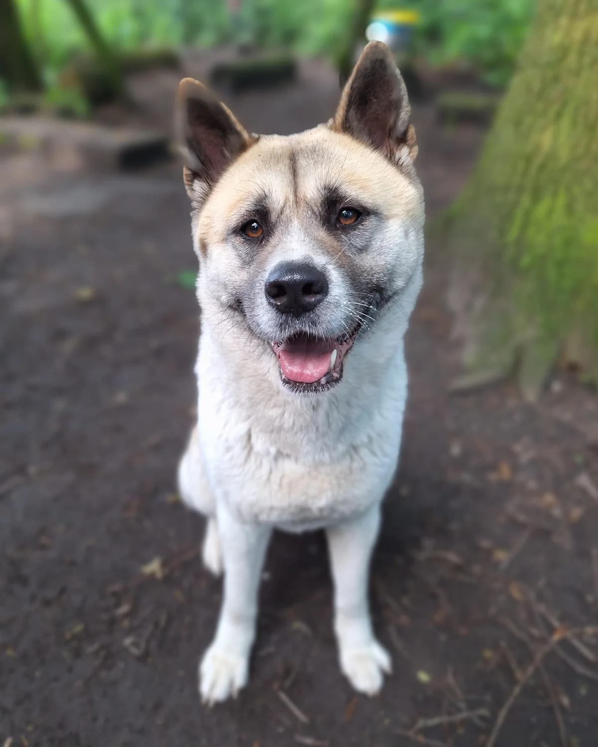 Belle, Wit-bruin female Akita for adoption at Dierentehuis Stevenshage Leiden — photo 6 of 10