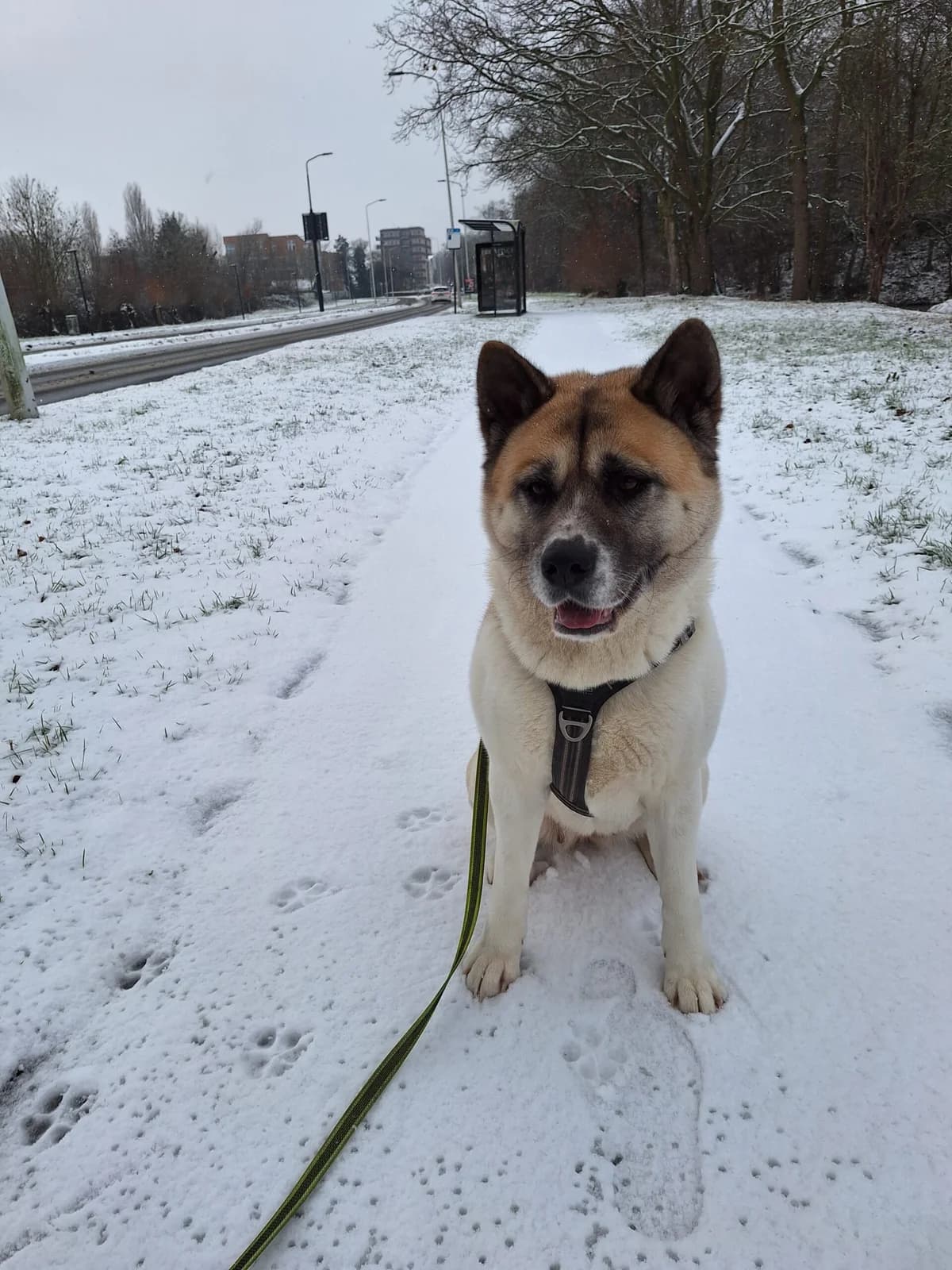 Belle, Wit-bruin female Akita for adoption at Dierentehuis Stevenshage Leiden — photo 7 of 10