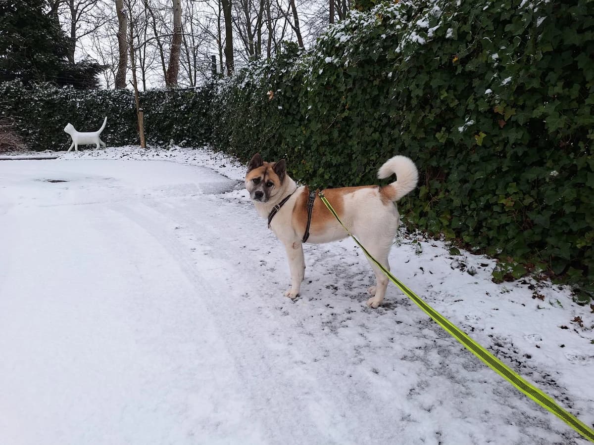 Belle, Wit-bruin female Akita for adoption at Dierentehuis Stevenshage Leiden — photo 8 of 10