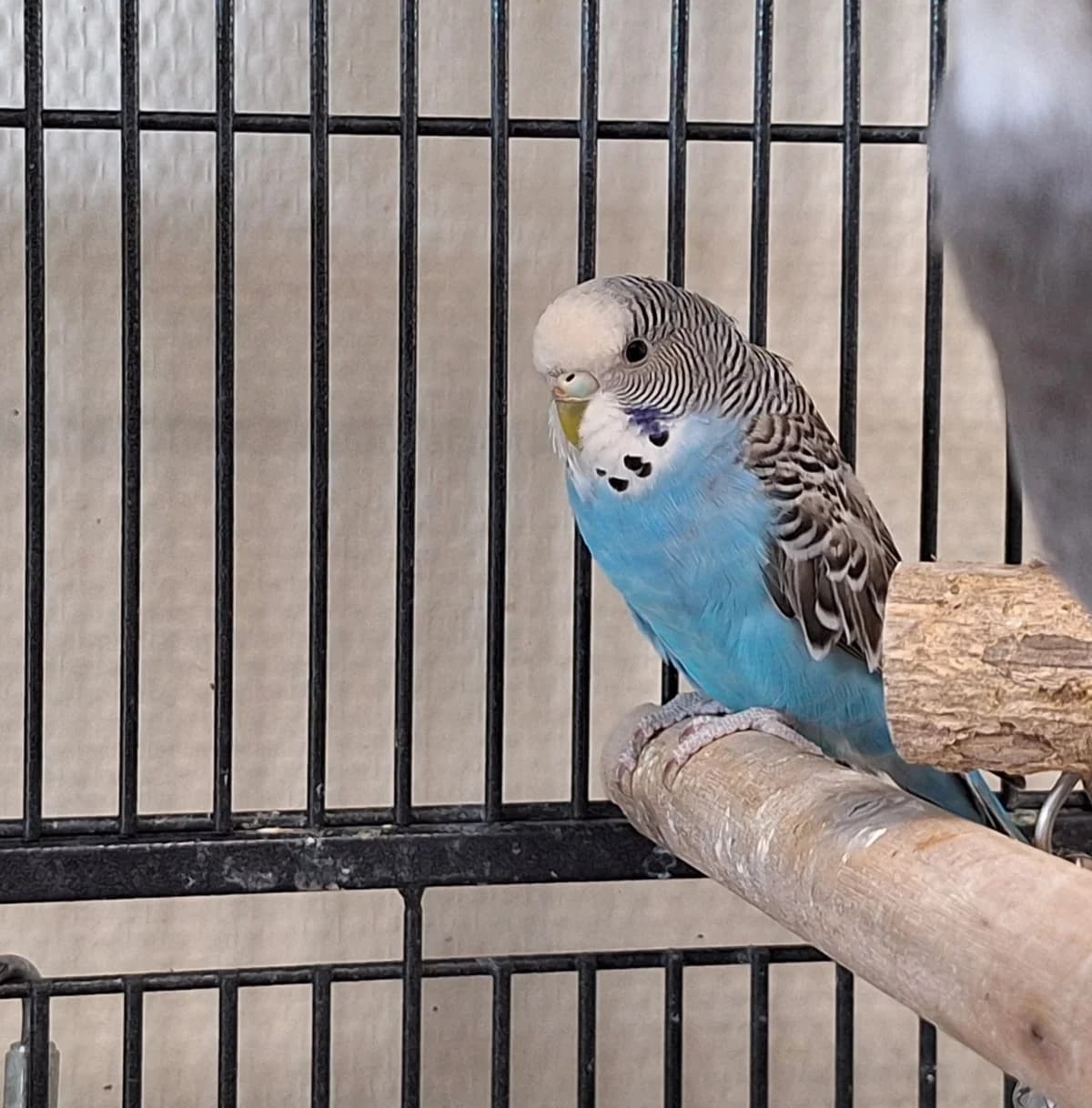 Benthe, Blauw wit  mixed breed for adoption at Dierentehuis Stevenshage Leiden