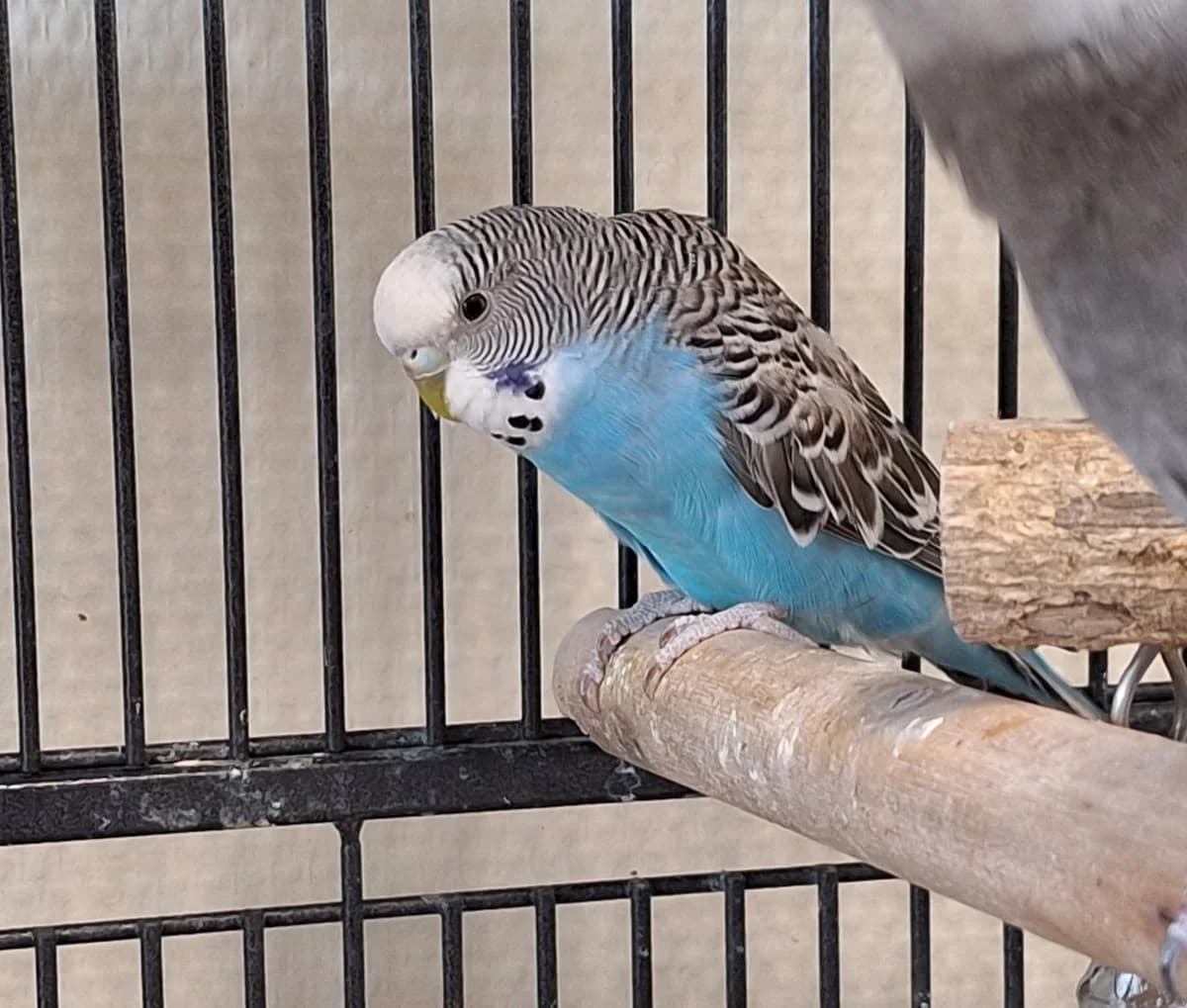 Benthe, Blauw wit  mixed breed for adoption at Dierentehuis Stevenshage Leiden — photo 2 of 2