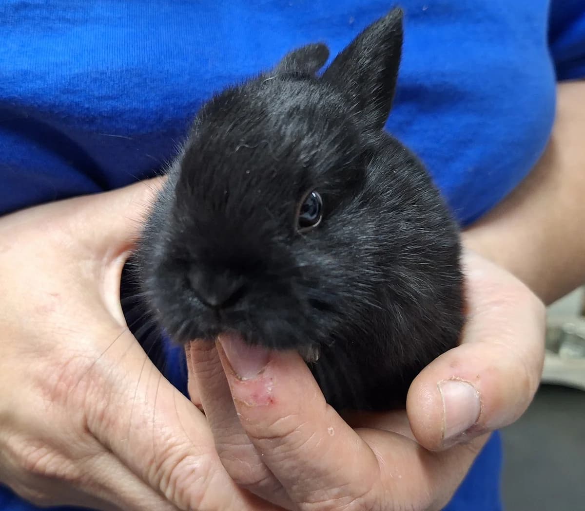 Beyonce, Zwart  puppy mixed breed for adoption at Dierentehuis Stevenshage, Leiden
