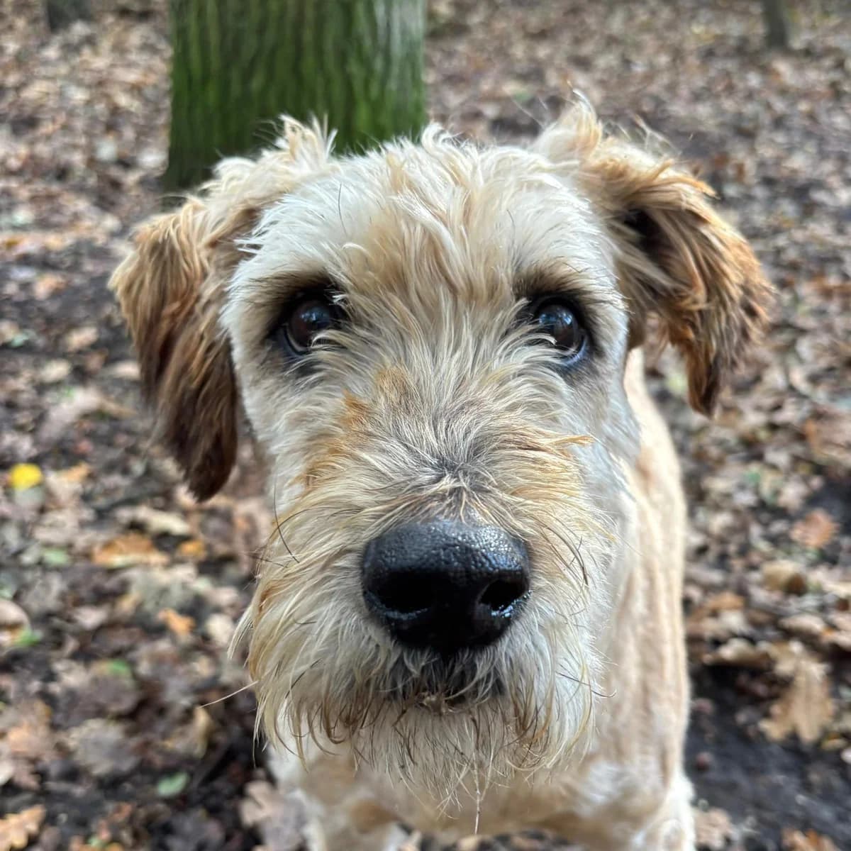 Boris, Tarwe male mixed breed for adoption at Dierentehuis Stevenshage, Leiden