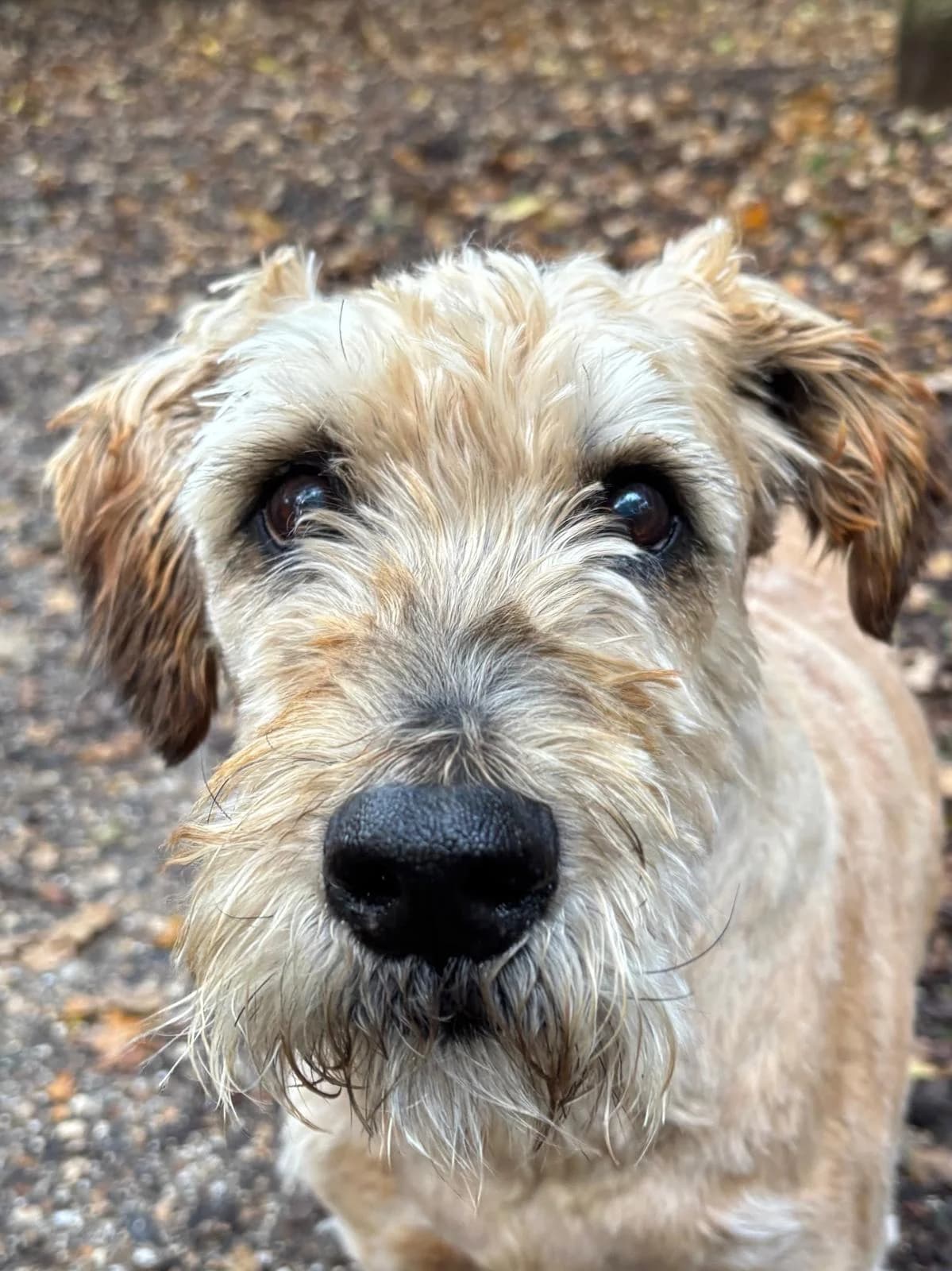 Boris, Tarwe male mixed breed for adoption at Dierentehuis Stevenshage, Leiden — photo 2 of 4