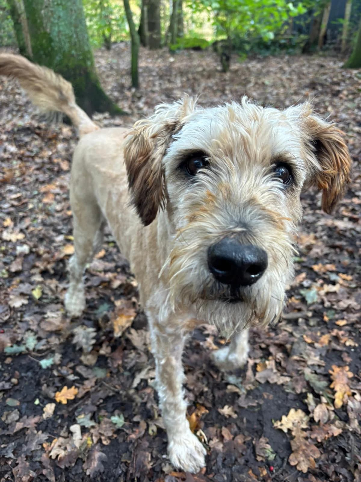 Boris, Tarwe male mixed breed for adoption at Dierentehuis Stevenshage, Leiden — photo 3 of 4