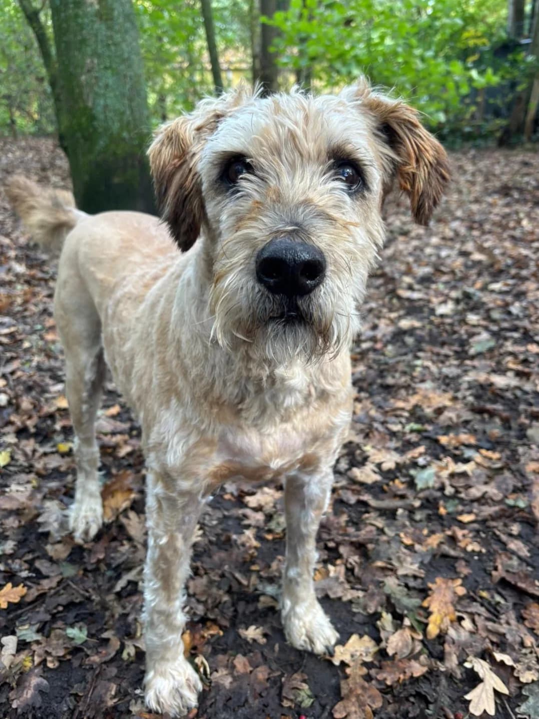 Boris, Tarwe male mixed breed for adoption at Dierentehuis Stevenshage, Leiden — photo 4 of 4