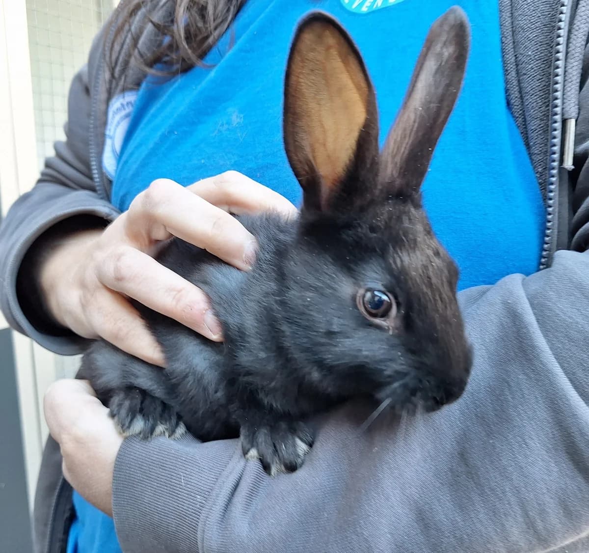 Bozic, Zwart  mixed breed for adoption at Dierentehuis Stevenshage Leiden