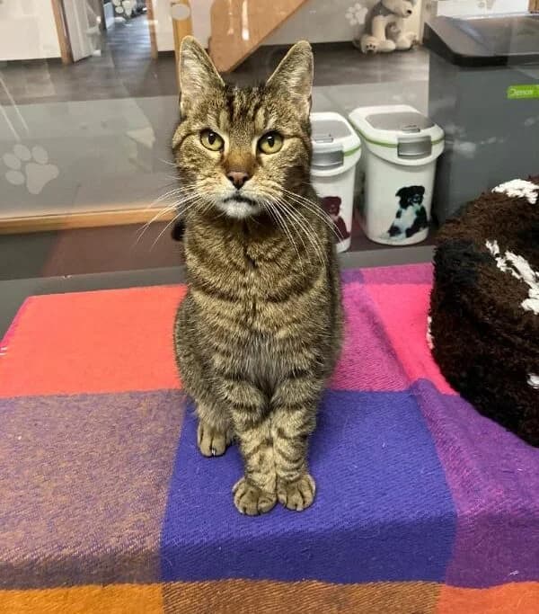 Bram en Gijs, Cypers en Zwart wit male senior European Shorthair for adoption at Dierentehuis Stevenshage, Leiden