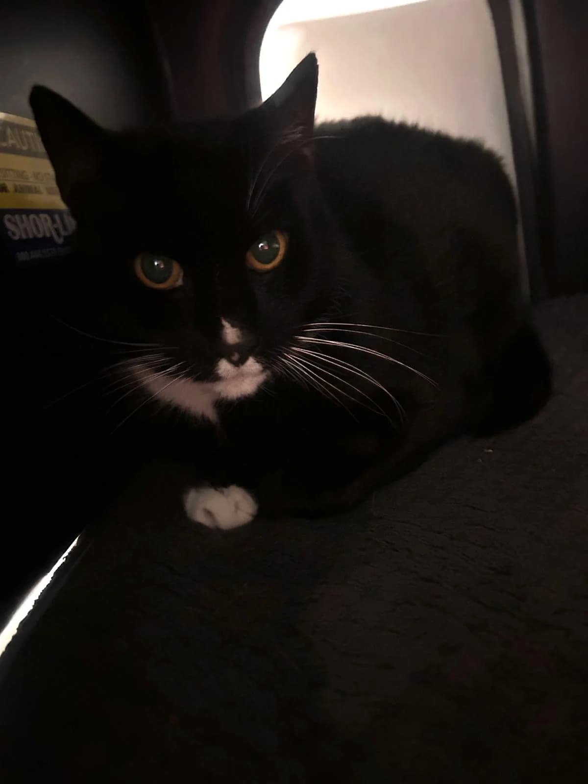 Bram en Gijs, Cypers en Zwart wit male European Shorthair for adoption at Dierentehuis Stevenshage Leiden — photo 2 of 2