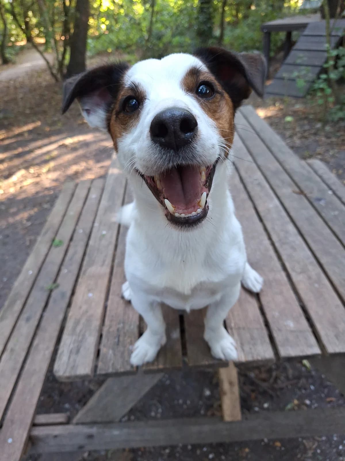 Bruno, Wit-bruin male 4yo Jack Russell Terrier for adoption at Dierentehuis Stevenshage, Leiden