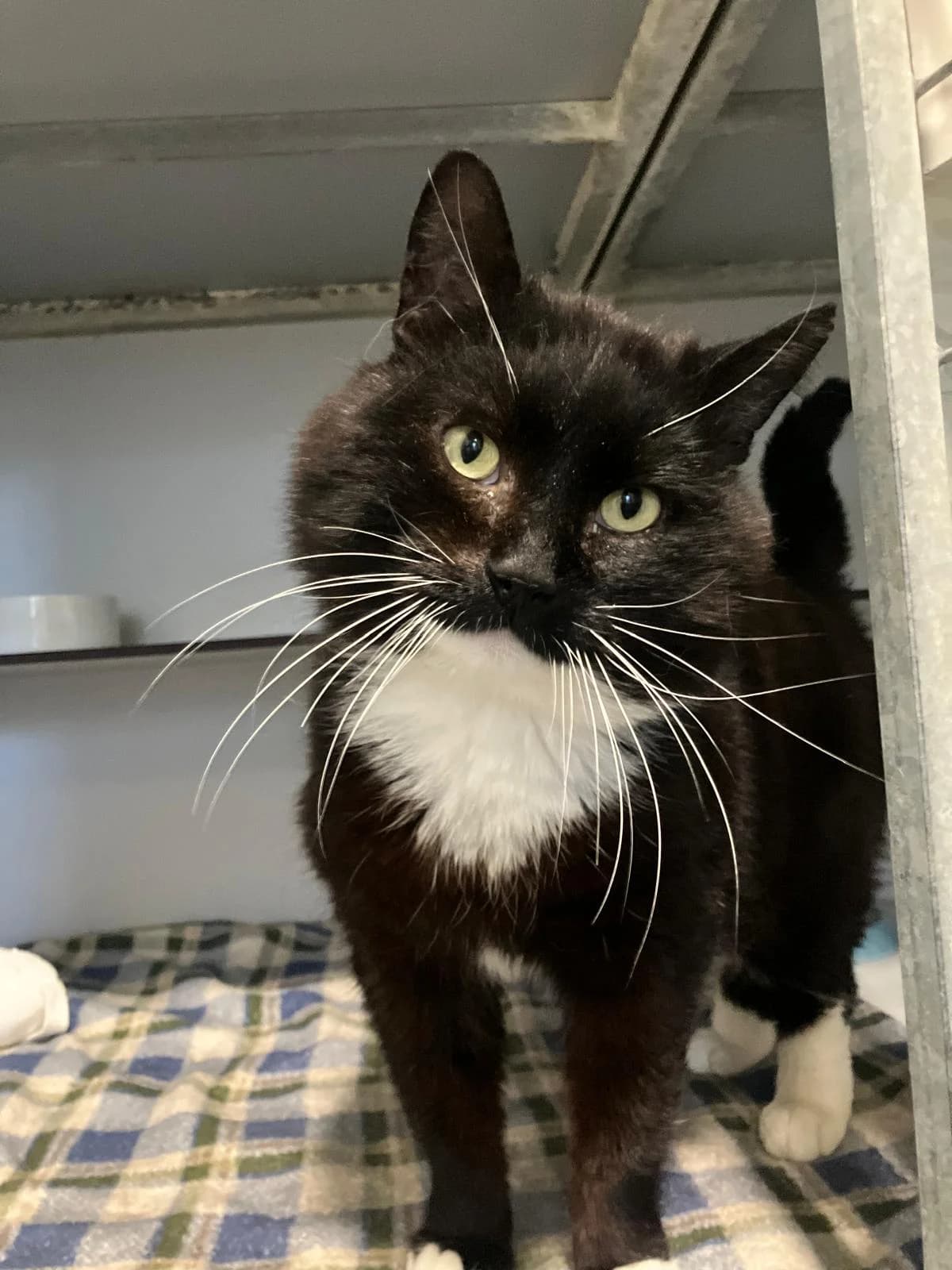 Casado, Zwart/wit male 4yo European Shorthair for adoption at Dierentehuis Stevenshage Leiden