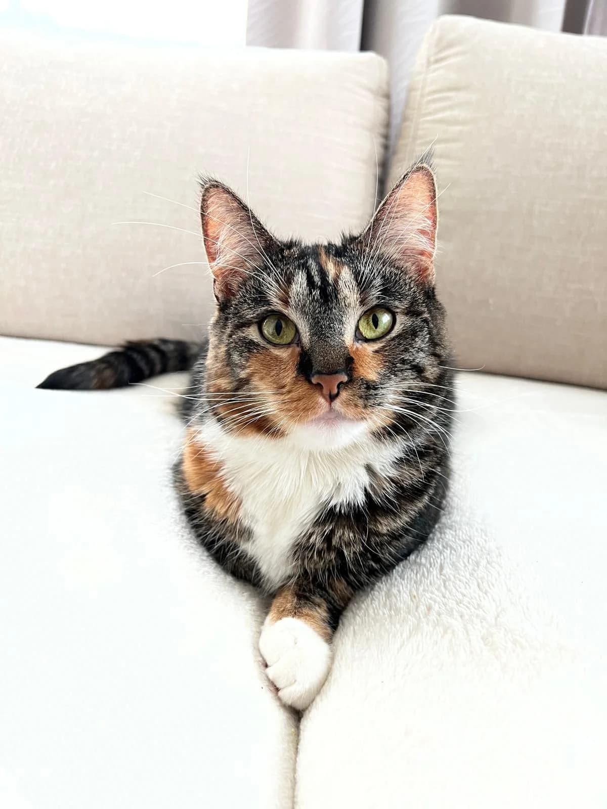 Chloe, Cypers lapje female 4yo European Shorthair for adoption at Dierentehuis Stevenshage, Leiden