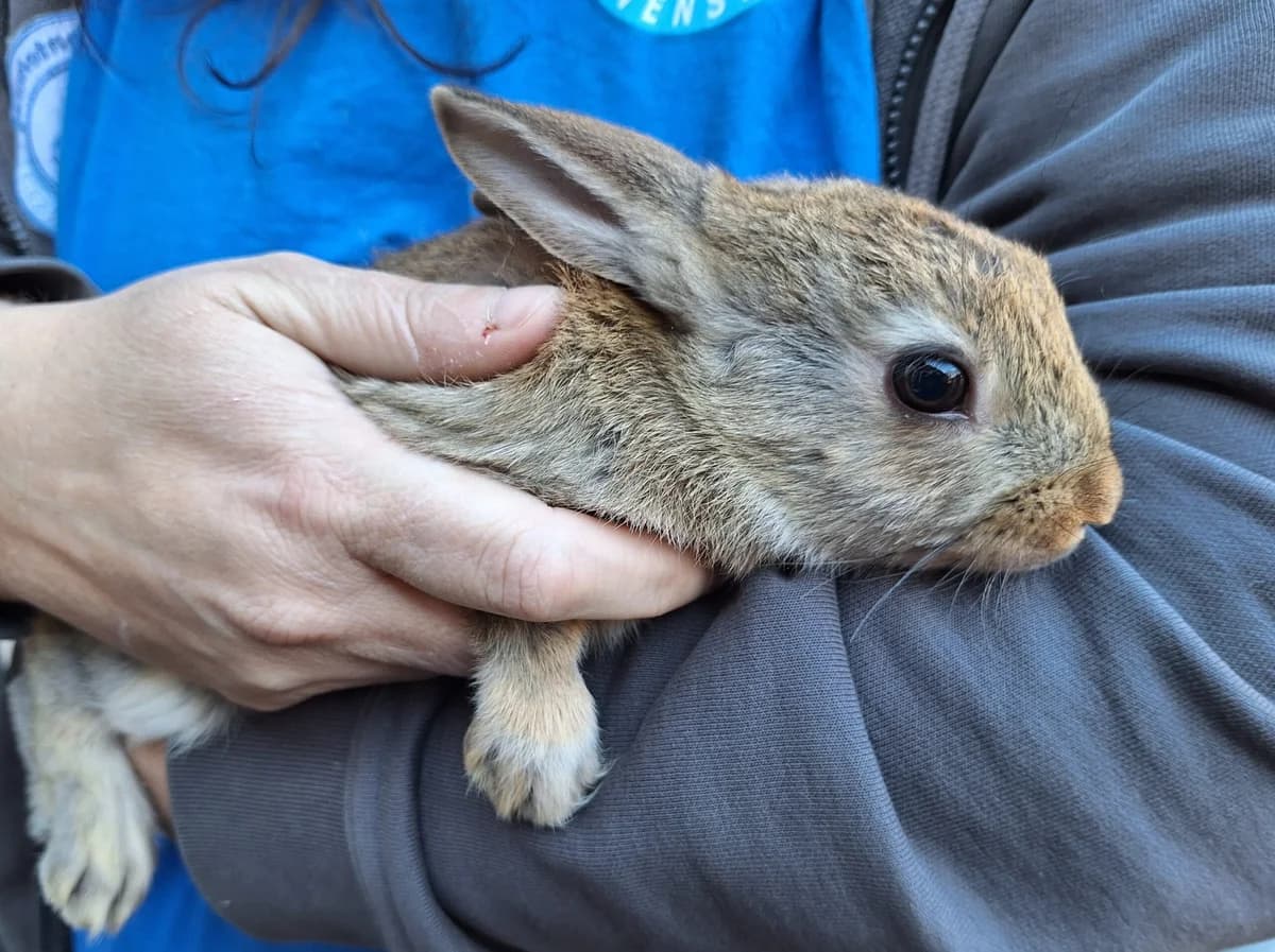 Christmas, Wildkleur  mixed breed for adoption at Dierentehuis Stevenshage Leiden