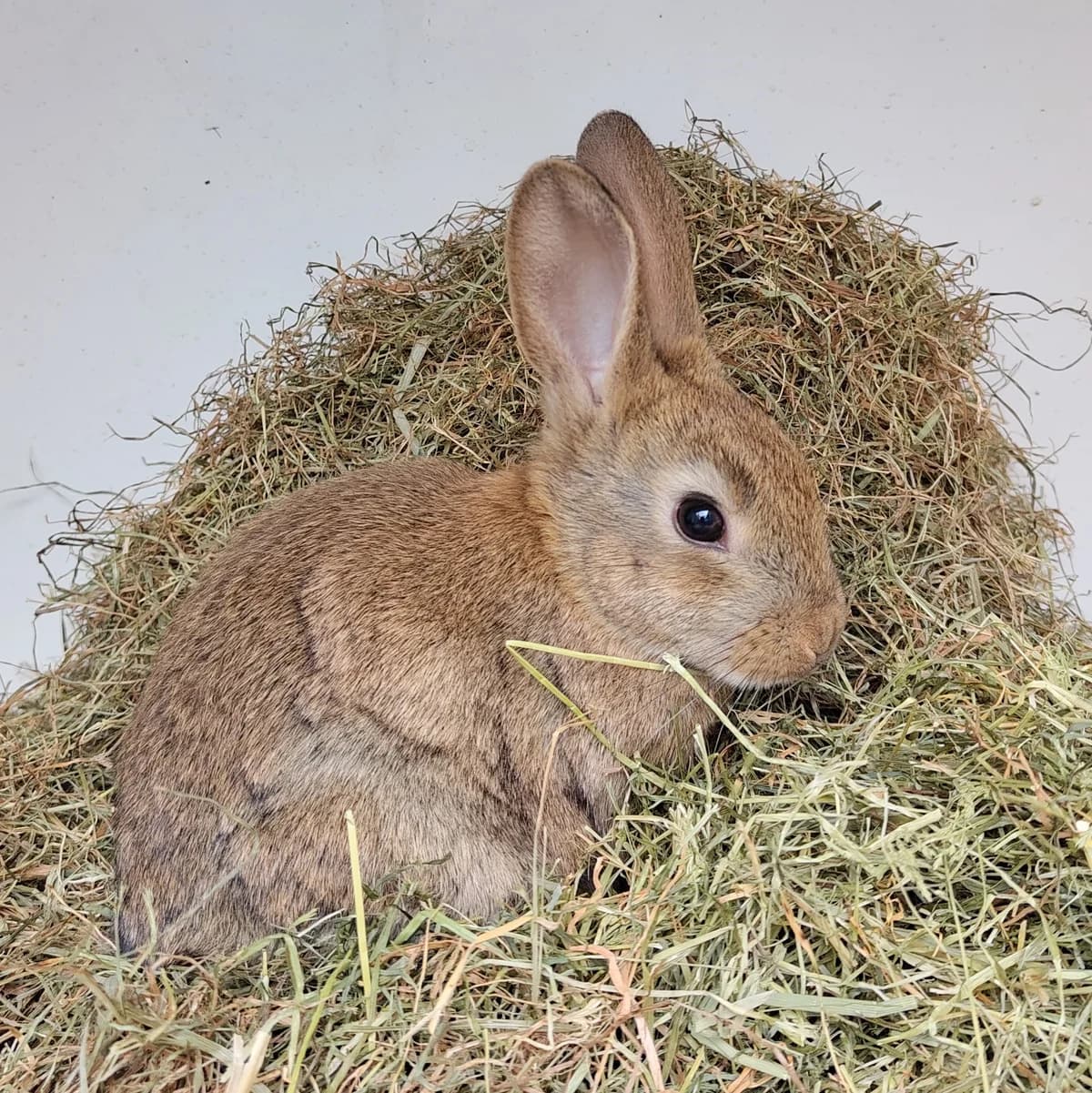 Christmas, Wildkleur  mixed breed for adoption at Dierentehuis Stevenshage Leiden — photo 2 of 4