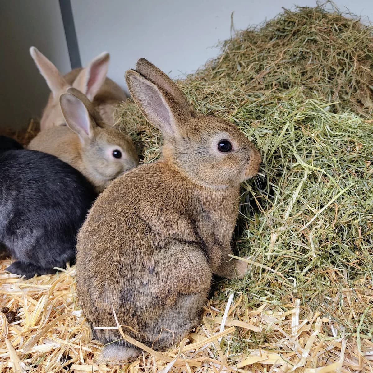 Christmas, Wildkleur  mixed breed for adoption at Dierentehuis Stevenshage Leiden — photo 3 of 4