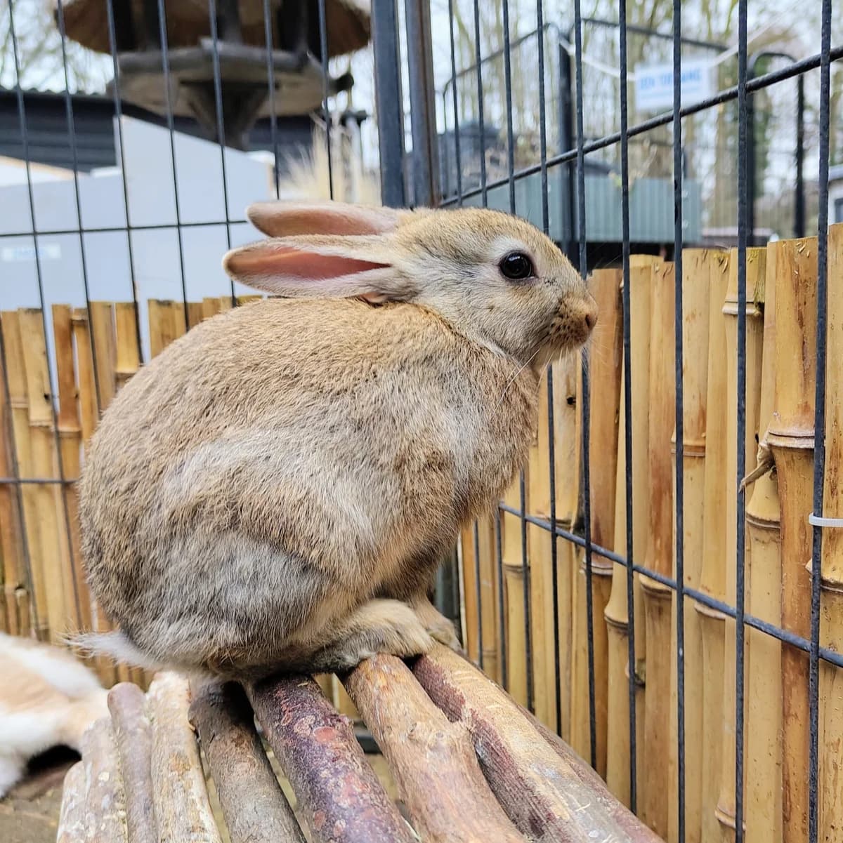 Christmas, Wildkleur  mixed breed for adoption at Dierentehuis Stevenshage Leiden — photo 4 of 4