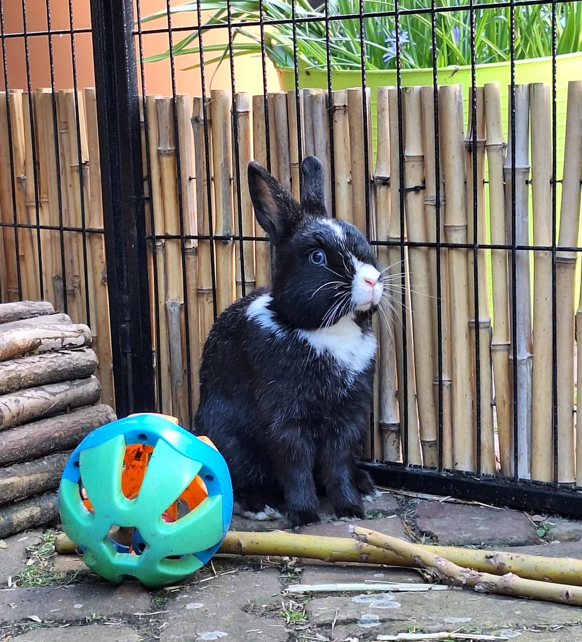 Destiny, Zwart/wit female 4yo mixed breed for adoption at Dierentehuis Stevenshage Leiden, Leiden