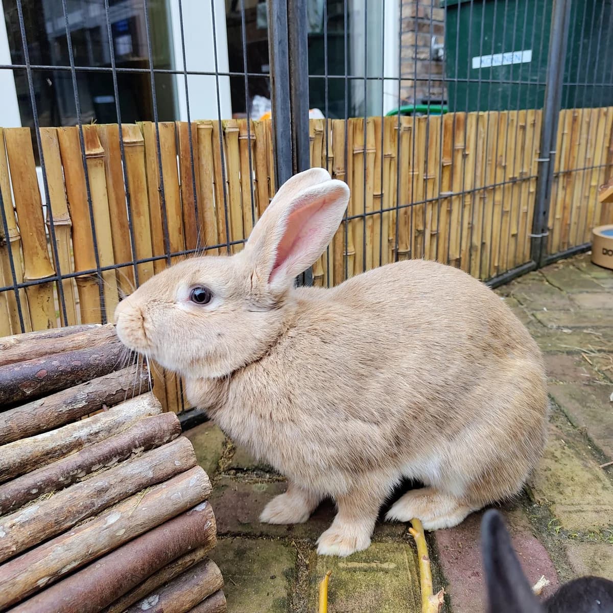 Donna, Isabella  4yo mixed breed for adoption at Dierentehuis Stevenshage Leiden