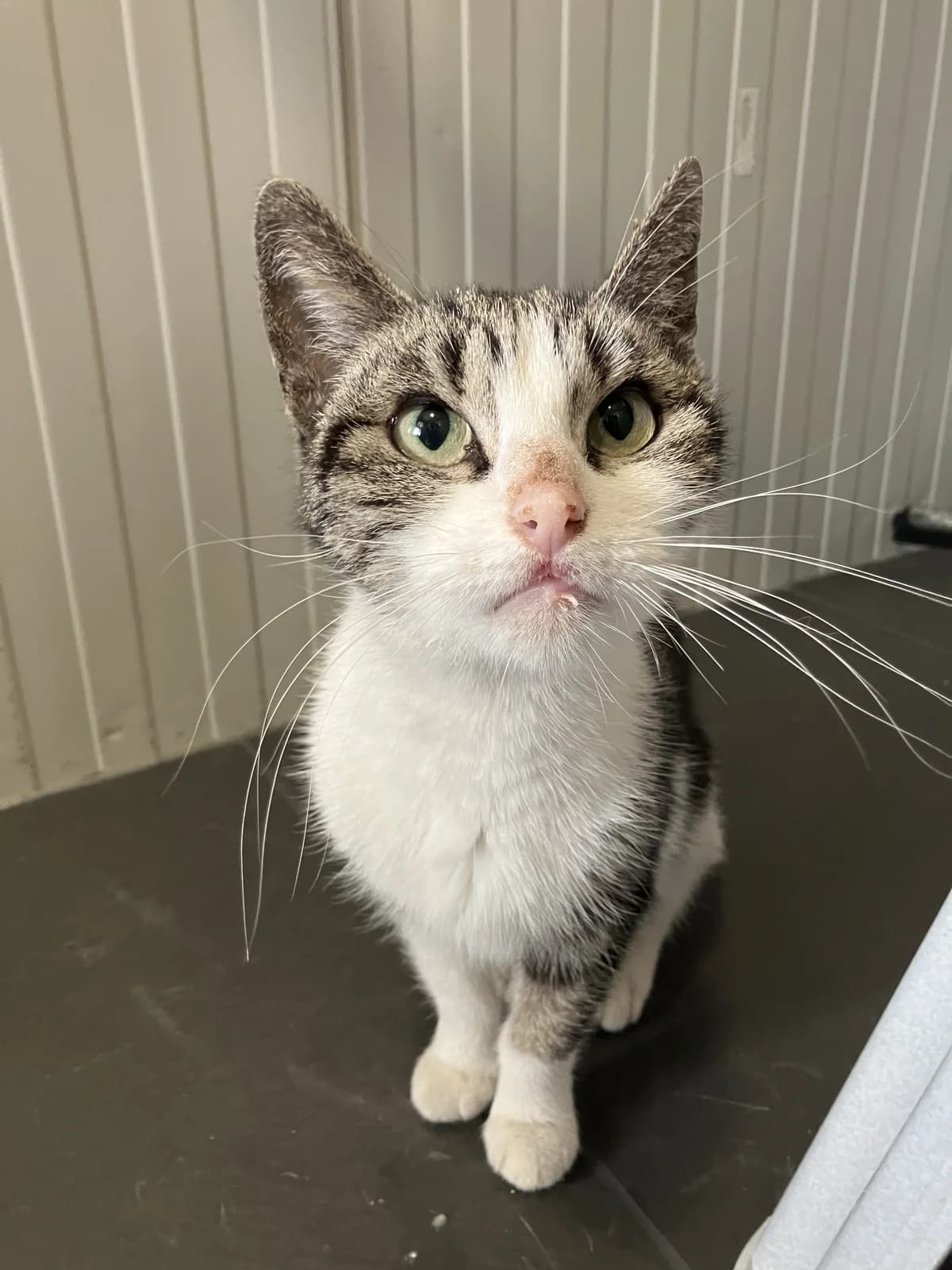Emmy, European Shorthair (Dierentehuis Stevenshage)