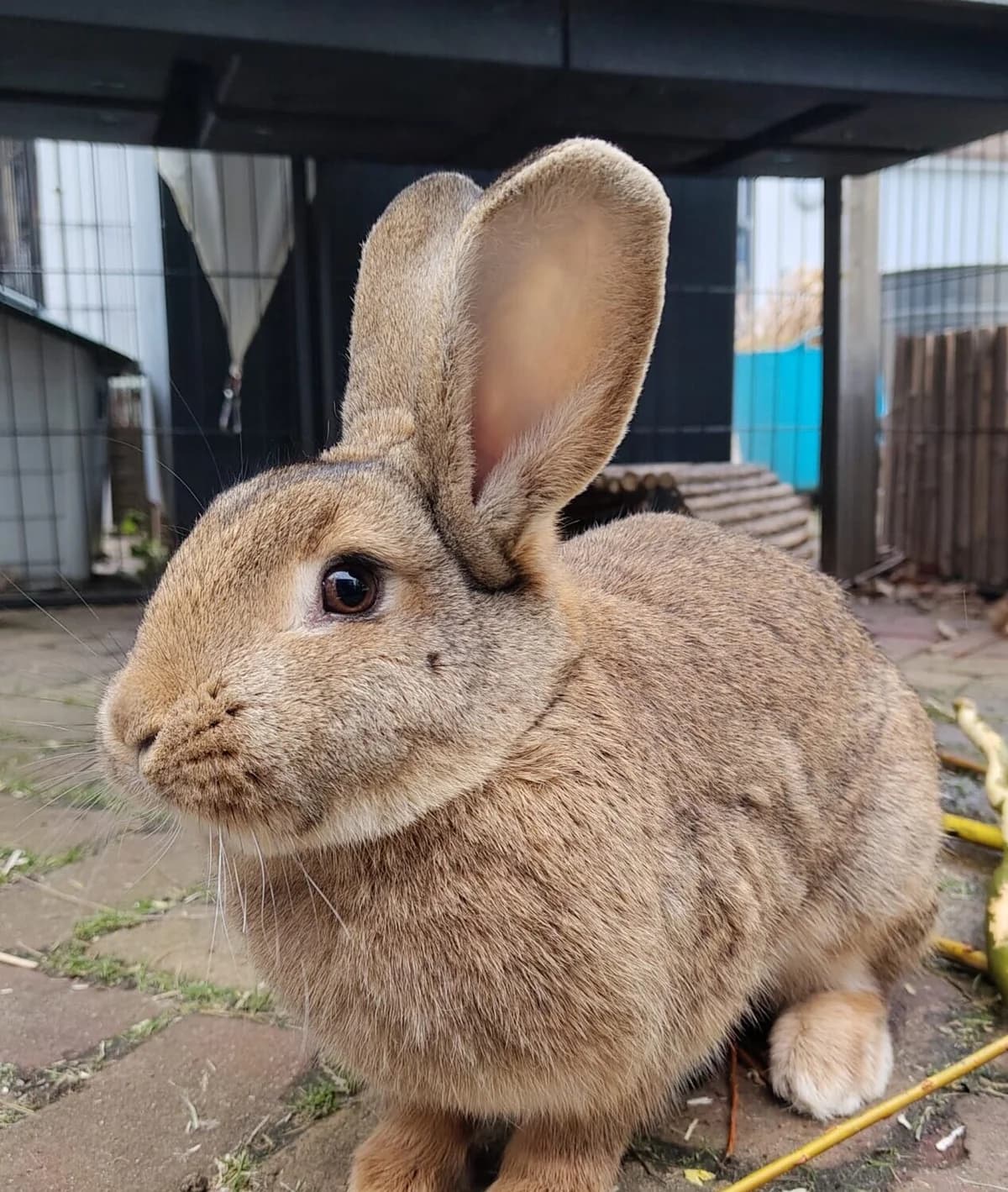 Fenna, Wildkleur female 4yo mixed breed for adoption at Dierentehuis Stevenshage Leiden, Leiden
