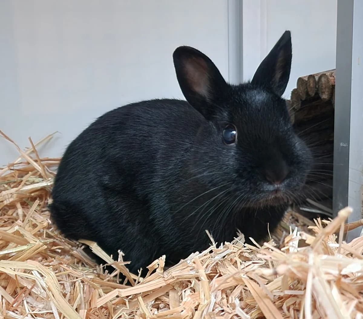 Fester, Zwart  mixed breed for adoption at Dierentehuis Stevenshage Leiden