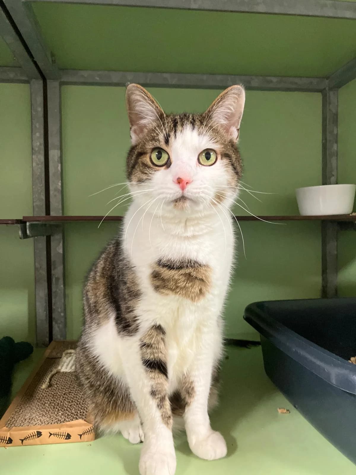 Flip, Cypers/wit male European Shorthair for adoption at Dierentehuis Stevenshage Leiden