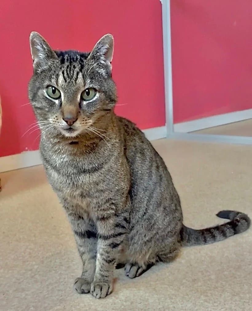 Frits, Cypers male 4yo European Shorthair for adoption at Dierentehuis Stevenshage Leiden