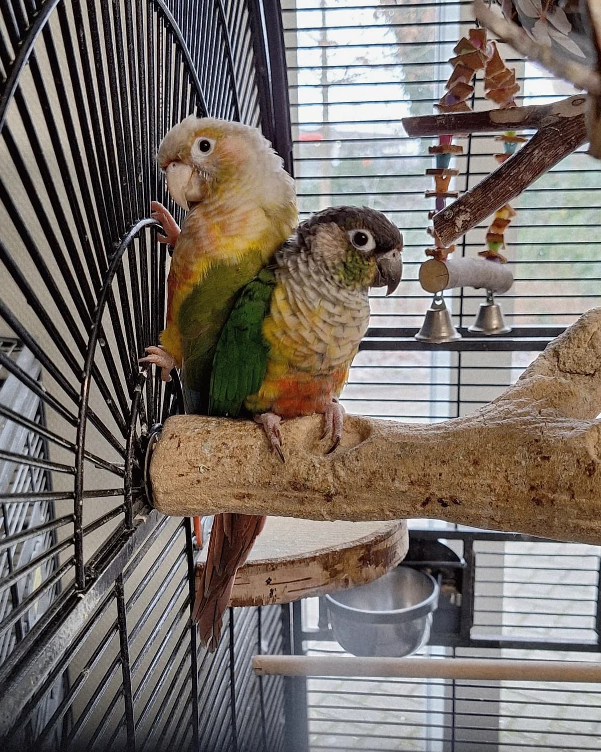 Gizmo en Zazu, Cinnamon en wildkleur  4yo mixed breed for adoption at Dierentehuis Stevenshage Leiden