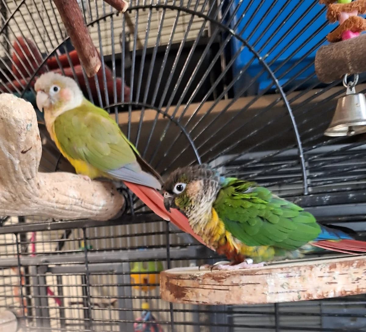 Gizmo en Zazu, Cinnamon en wildkleur  mixed breed for adoption at Dierentehuis Stevenshage Leiden — photo 2 of 4