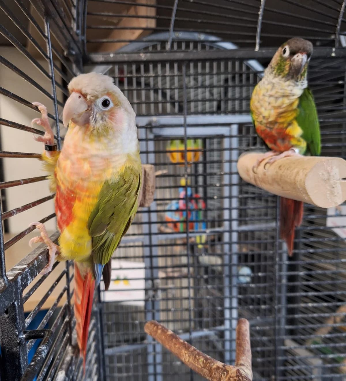 Gizmo en Zazu, Cinnamon en wildkleur  mixed breed for adoption at Dierentehuis Stevenshage Leiden — photo 3 of 4