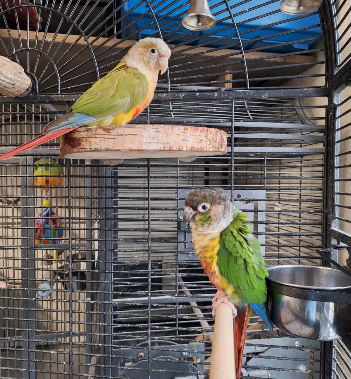 Gizmo en Zazu, Cinnamon en wildkleur  mixed breed for adoption at Dierentehuis Stevenshage Leiden — photo 4 of 4