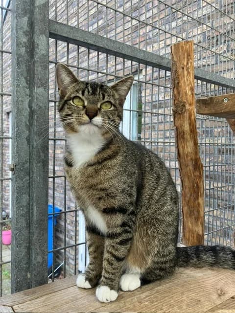 Helma, Cypers/wit female European Shorthair for adoption at Dierentehuis Stevenshage, Leiden