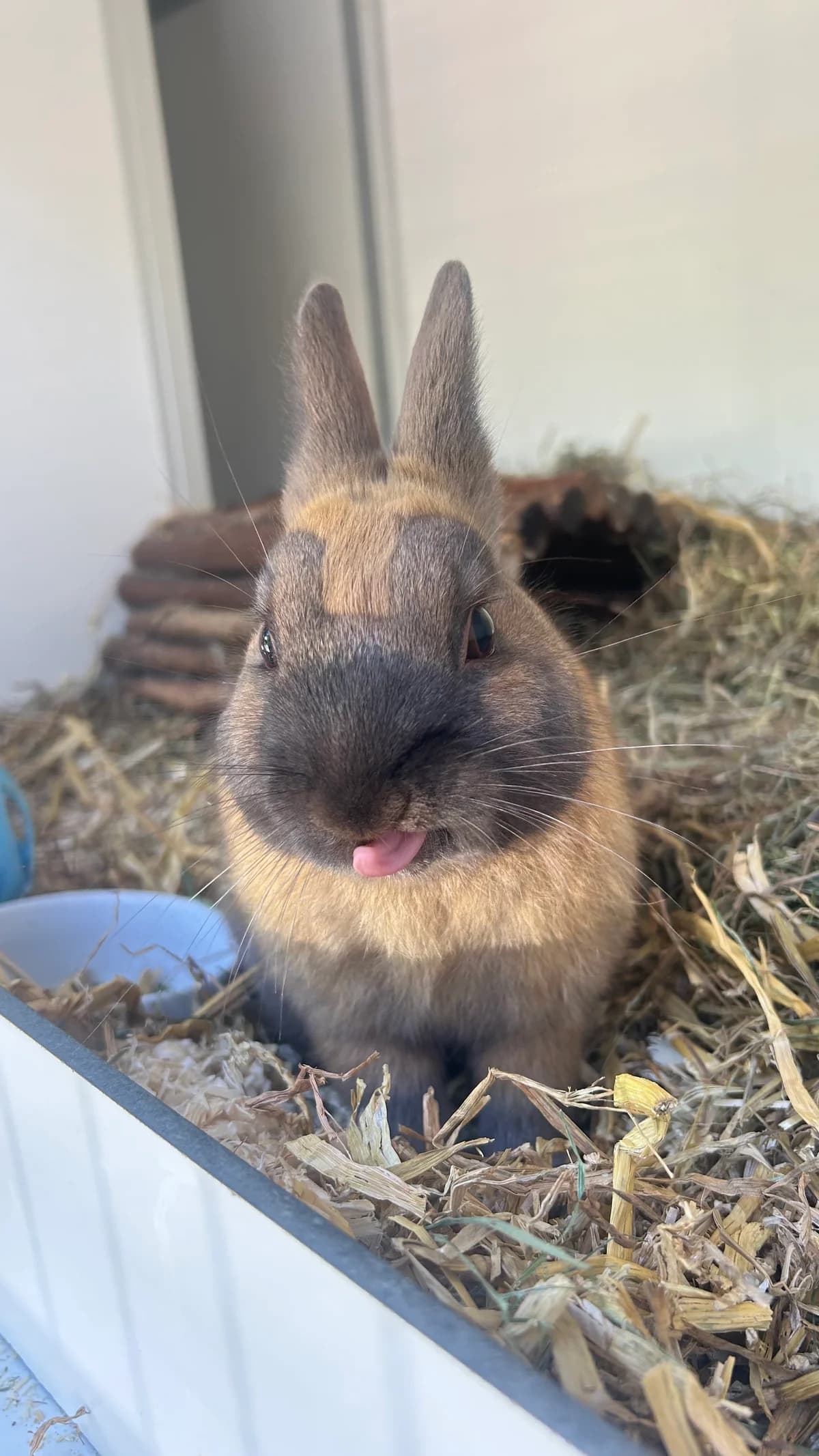 Henk, Bruin/zwart  4yo mixed breed for adoption at Dierentehuis Stevenshage Leiden