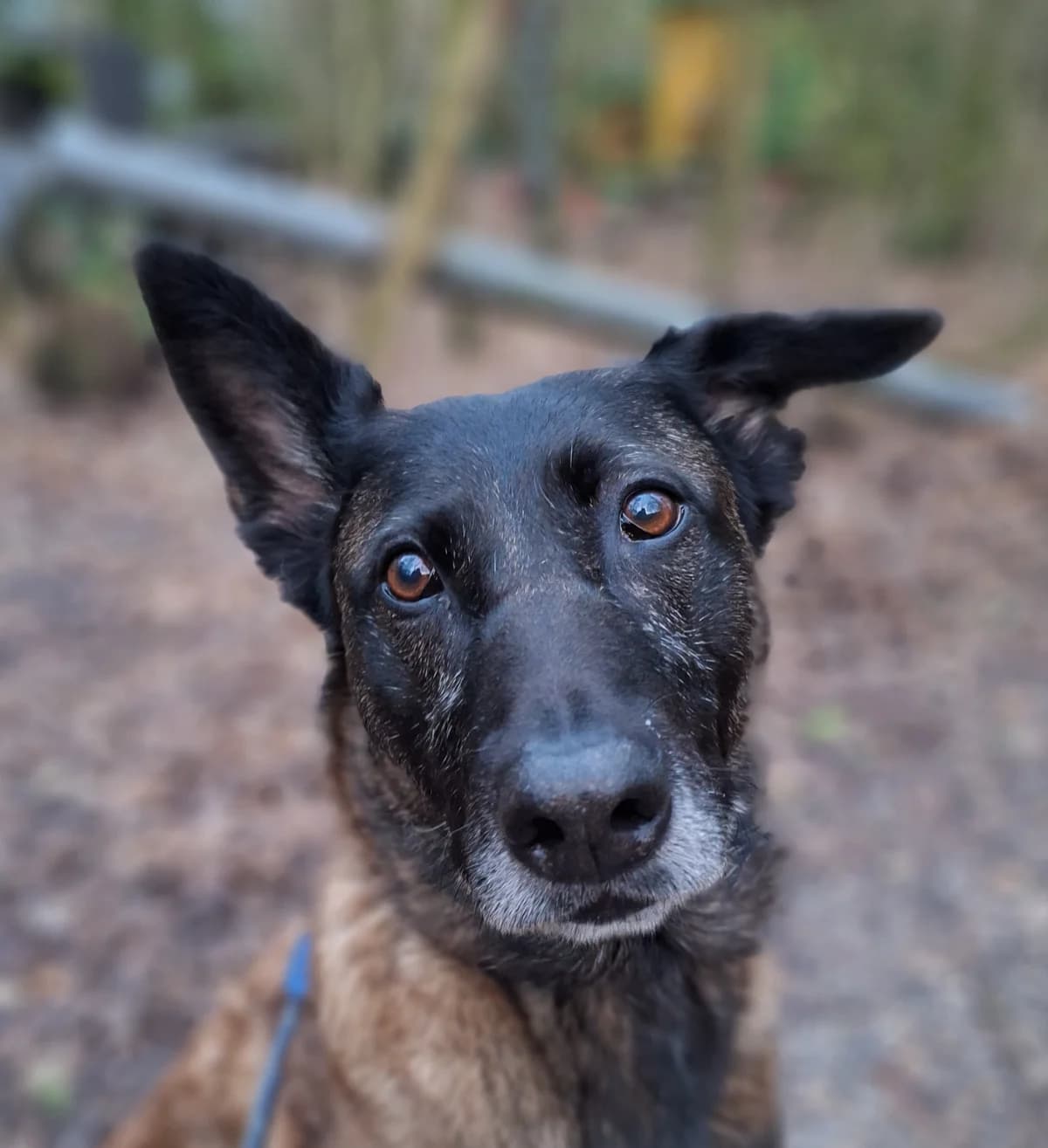 Jaimy, Bruin/zwart female mixed breed for adoption at Dierentehuis Stevenshage Leiden