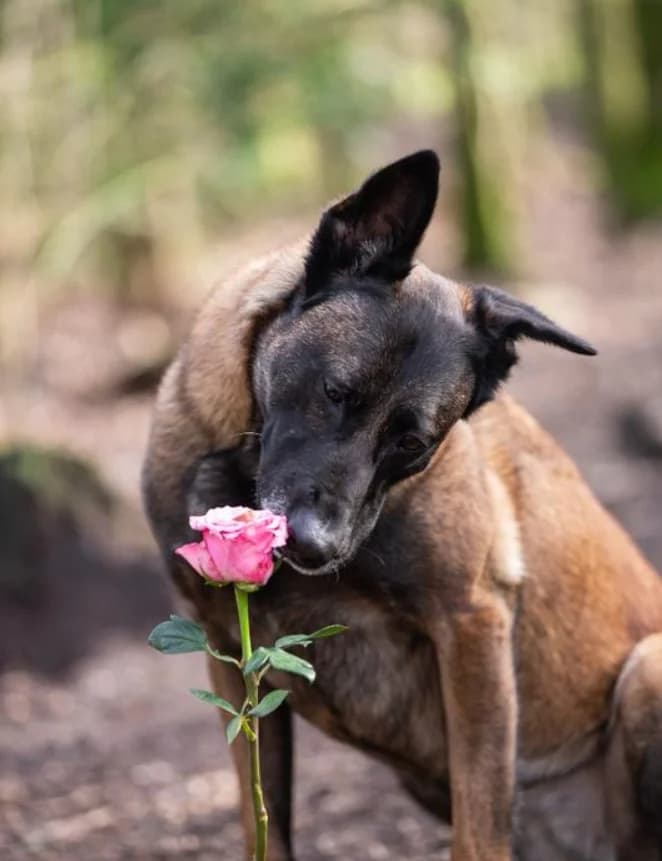 Jaimy, Bruin/zwart female mixed breed for adoption at Dierentehuis Stevenshage Leiden — photo 3 of 8