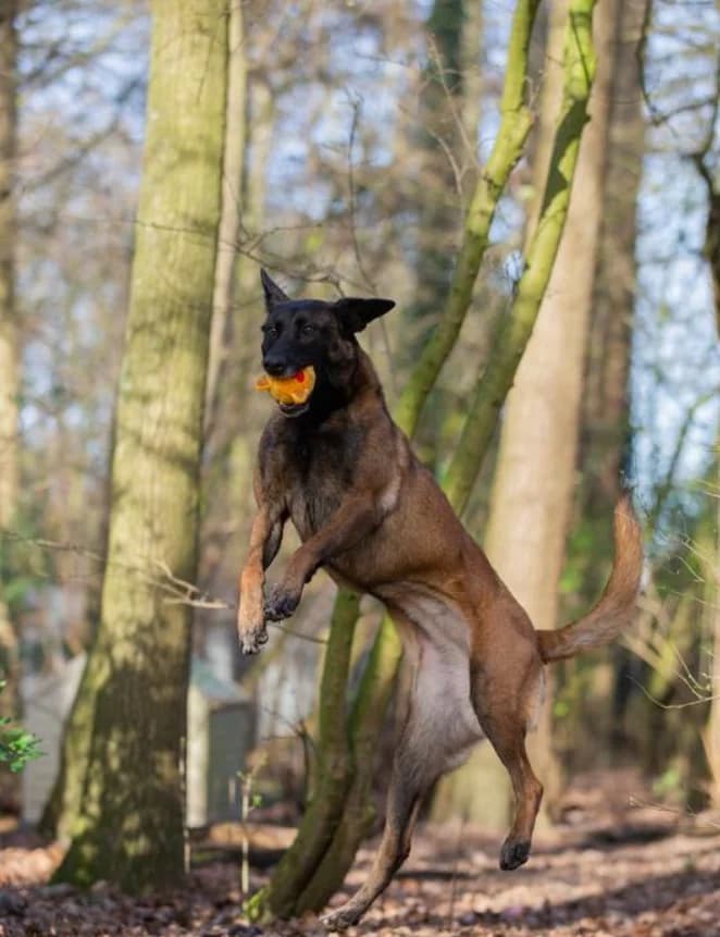 Jaimy, Bruin/zwart female mixed breed for adoption at Dierentehuis Stevenshage Leiden — photo 5 of 8