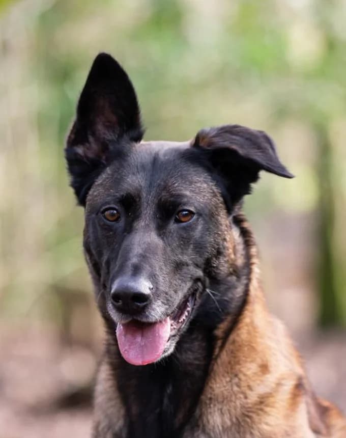 Jaimy, Bruin/zwart female mixed breed for adoption at Dierentehuis Stevenshage Leiden — photo 6 of 8