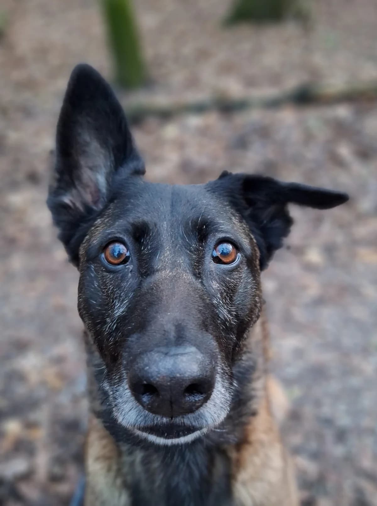 Jaimy, Bruin/zwart female mixed breed for adoption at Dierentehuis Stevenshage Leiden — photo 8 of 8