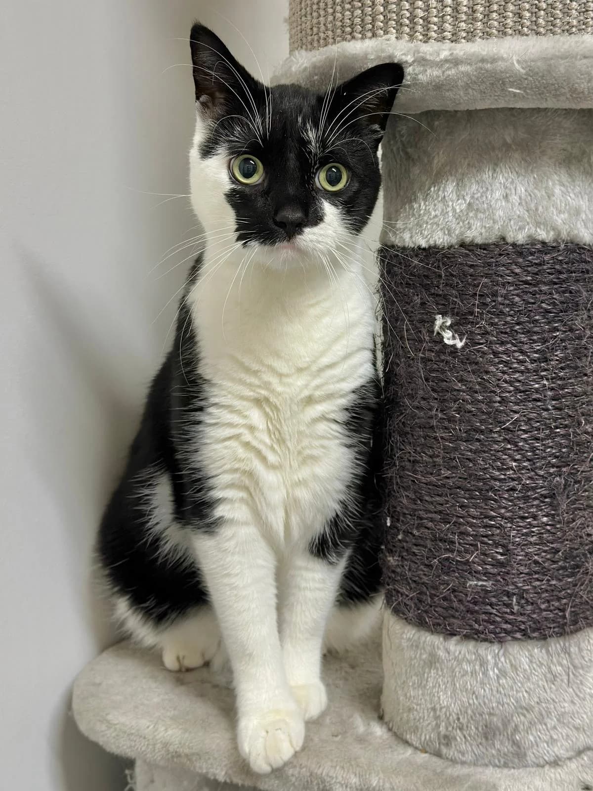 Jip twee, Zwart/wit male 4yo European Shorthair for adoption at Dierentehuis Stevenshage, Leiden