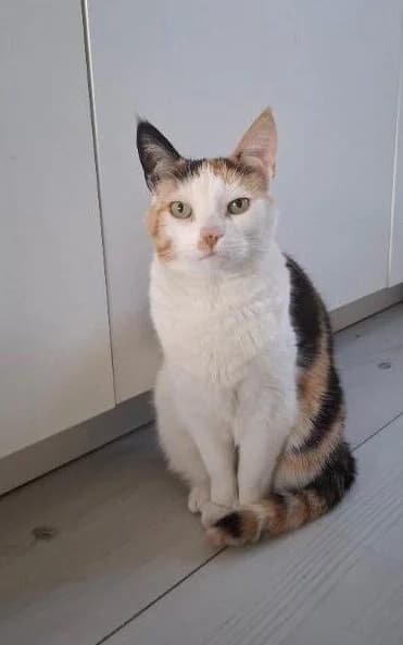 Kato, Lapje female European Shorthair for adoption at Dierentehuis Stevenshage Leiden