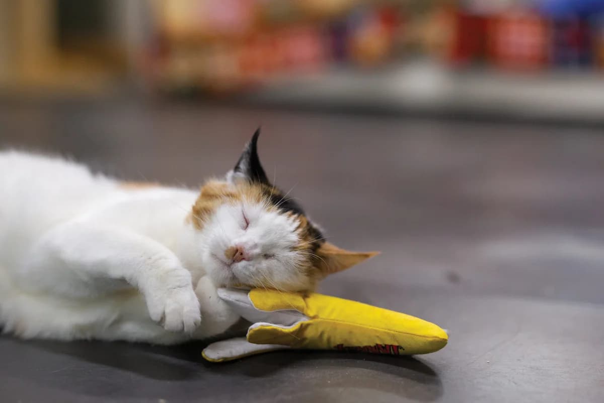 Kato, Lapje female European Shorthair for adoption at Dierentehuis Stevenshage Leiden — photo 3 of 7