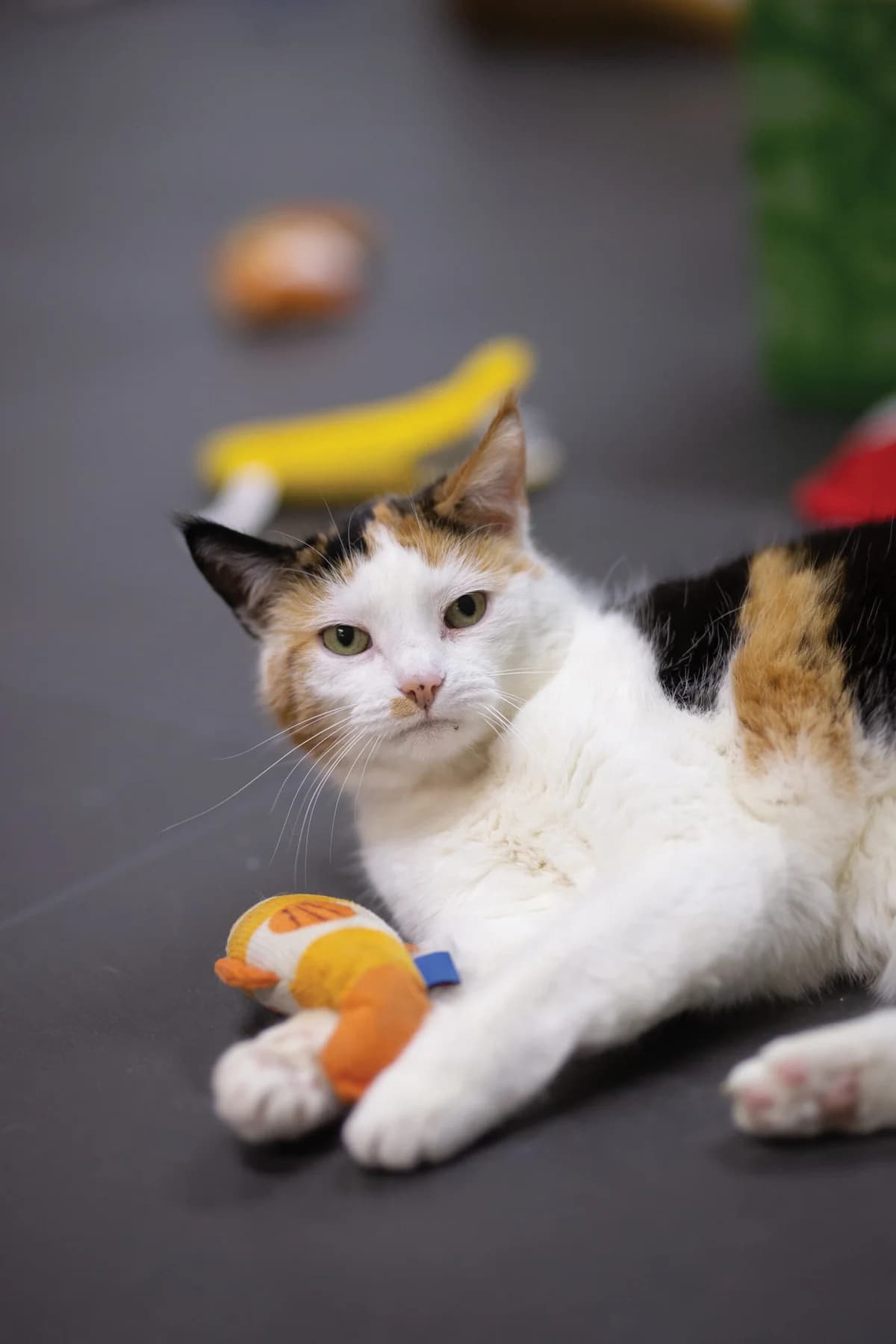 Kato, Lapje female European Shorthair for adoption at Dierentehuis Stevenshage Leiden — photo 4 of 7