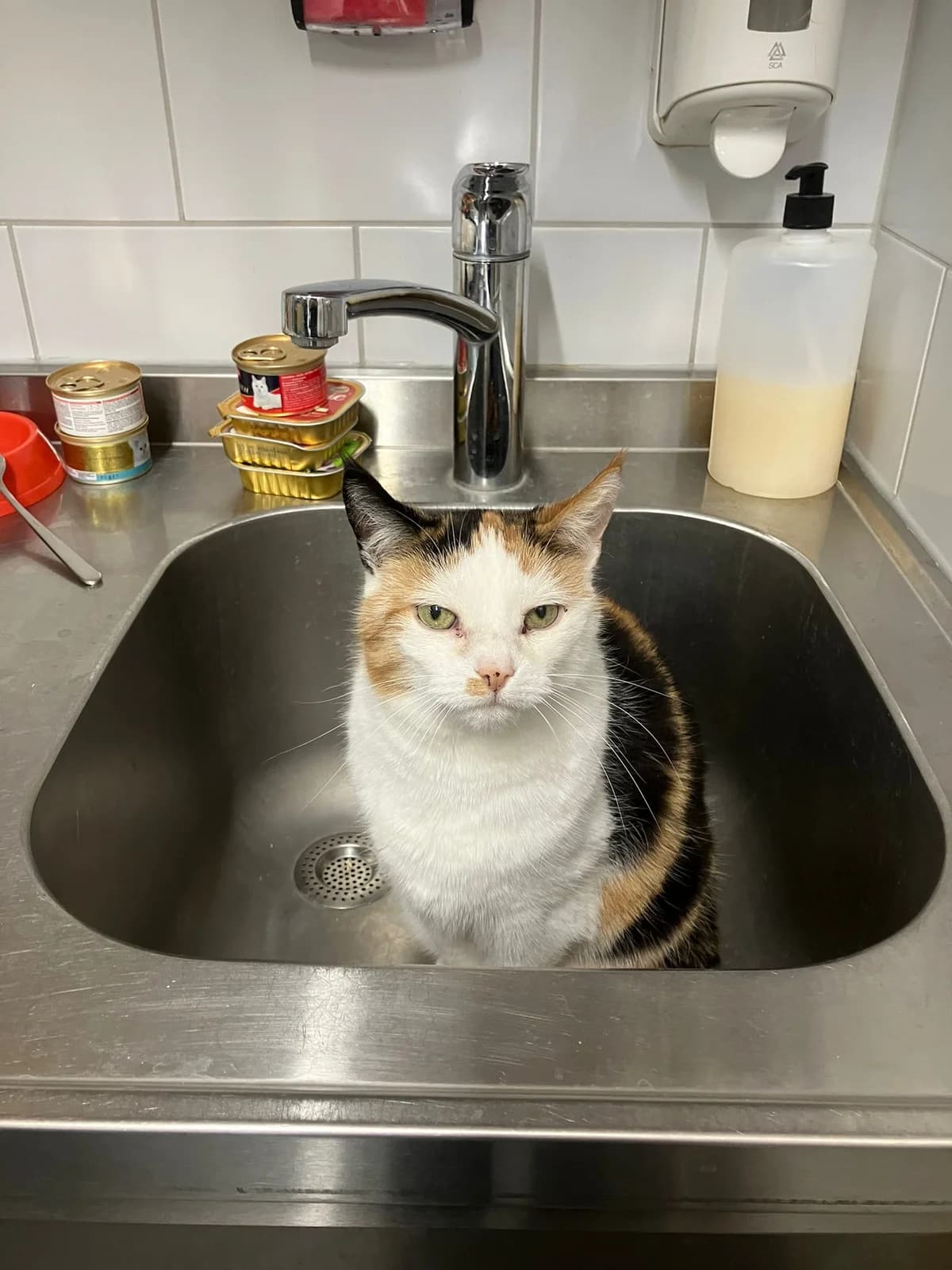 Kato, Lapje female European Shorthair for adoption at Dierentehuis Stevenshage Leiden — photo 5 of 7