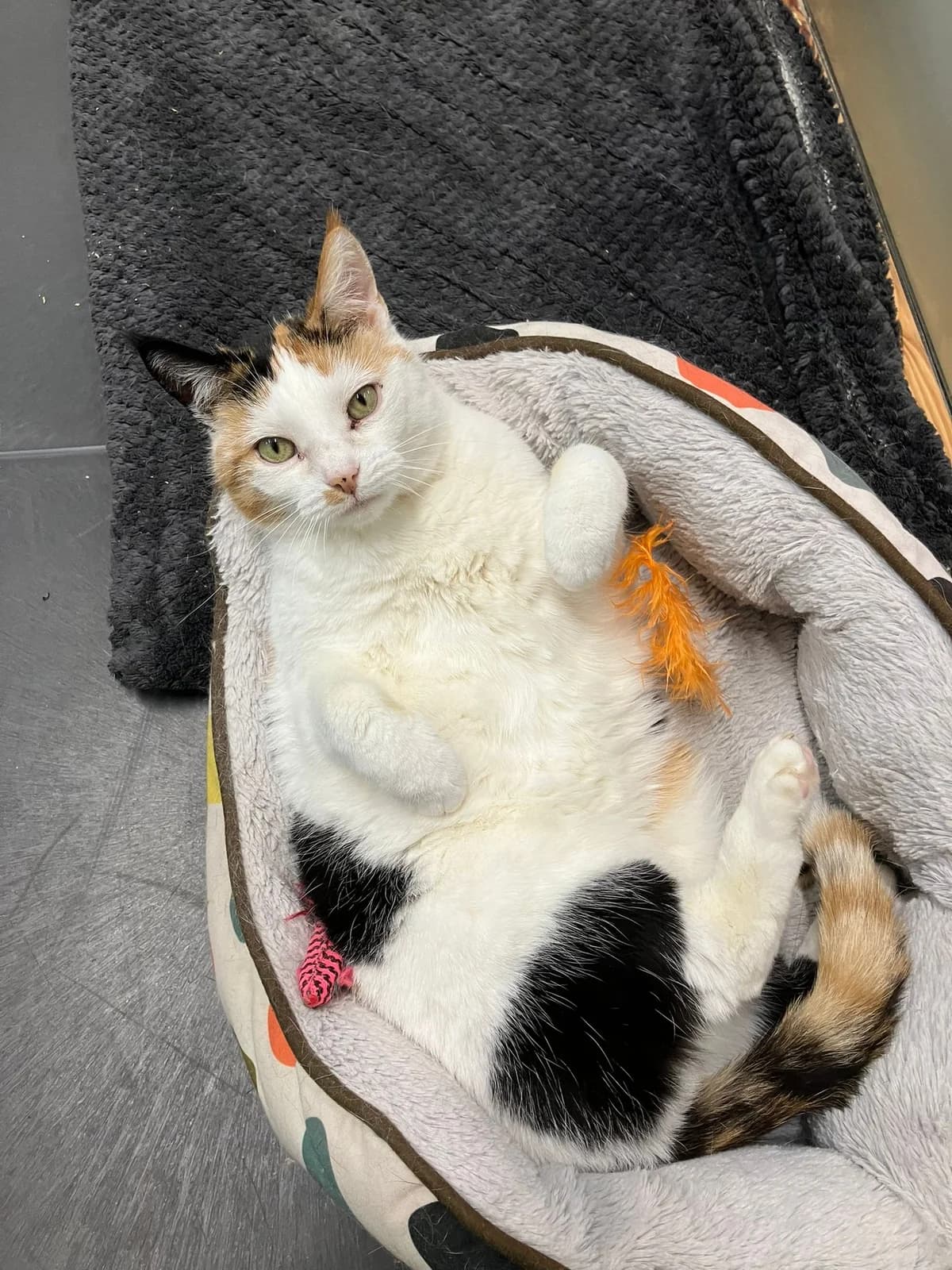 Kato, Lapje female European Shorthair for adoption at Dierentehuis Stevenshage Leiden — photo 6 of 7
