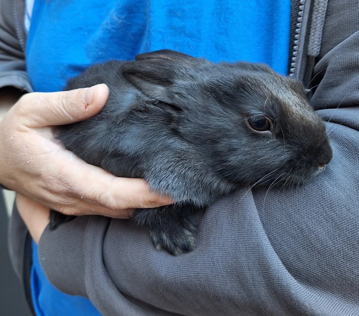 Koleda, Donkerwildkleur  mixed breed for adoption at Dierentehuis Stevenshage Leiden