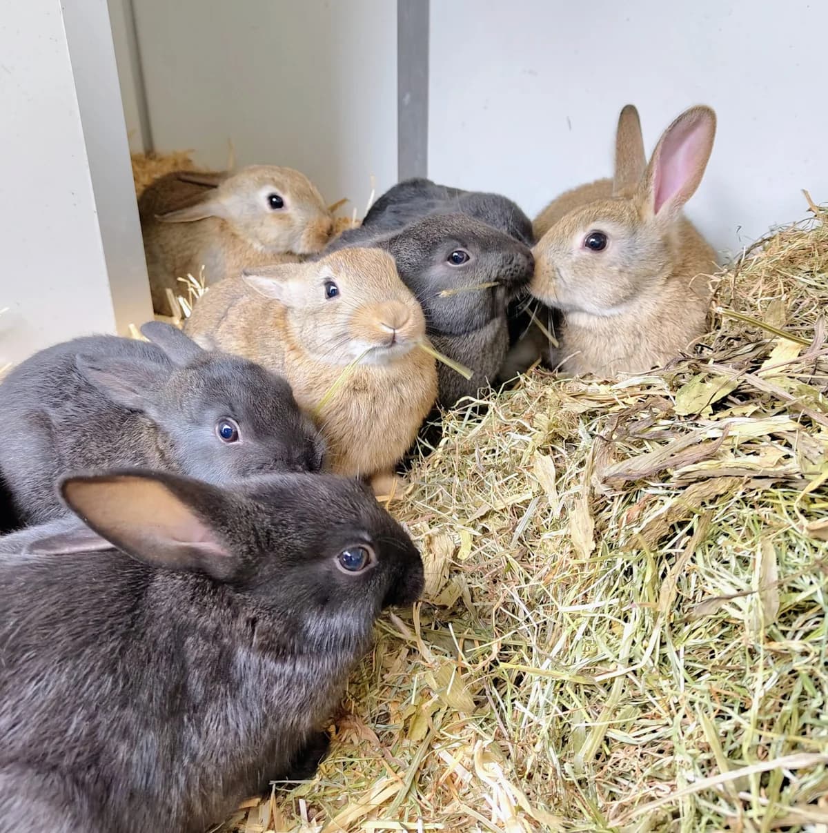 Koleda, Donkerwildkleur  mixed breed for adoption at Dierentehuis Stevenshage Leiden — photo 2 of 3